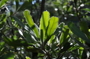 Banksia_serrata backlit