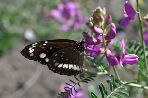 Butterfly on Swainsona galegifolia11.JPG