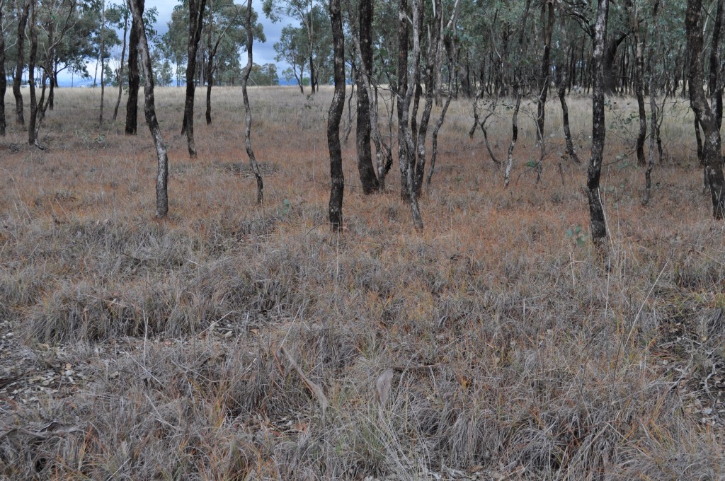 North Quirindi rezoning – Stringybark Ecological